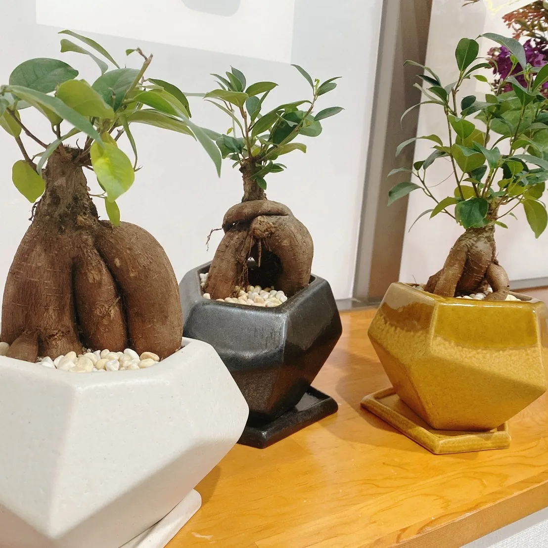 頭痛にお悩みの皆さまへ✨がじゅまる整骨院で新たな一歩を踏み出...